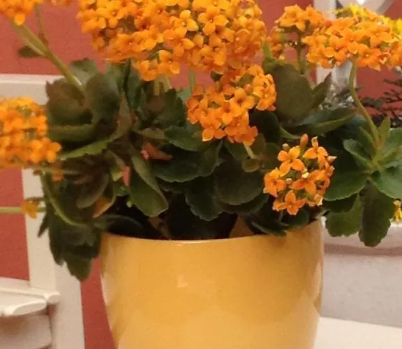 Alojamento de Acomodação e Pequeno-almoço A Caserosse Seravezza