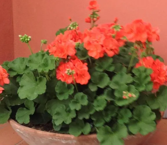 Alojamento de Acomodação e Pequeno-almoço A Caserosse